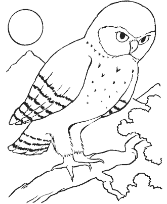 bird coloring pages