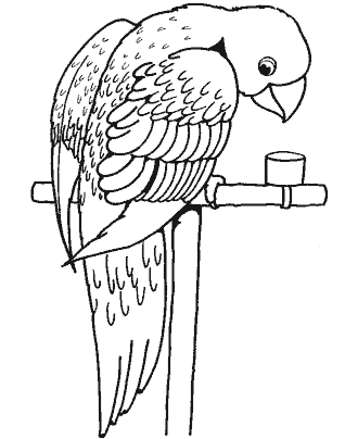 bird coloring page