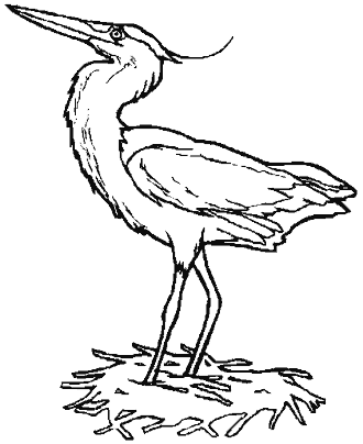 bird coloring page