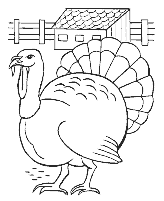 bird coloring pages