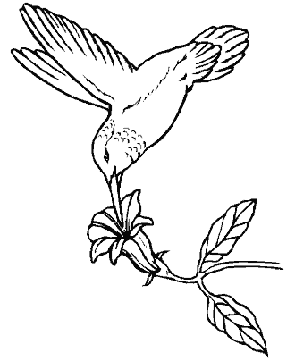 bird coloring page