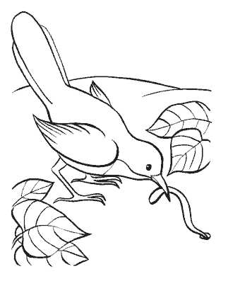 bird coloring page