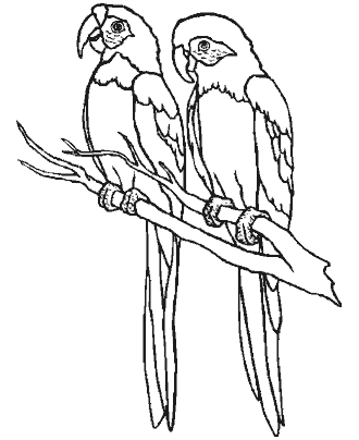 bird coloring page