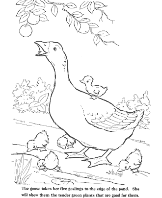 farm coloring page