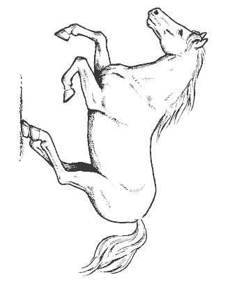 horse coloring page