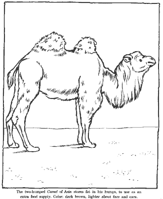 zoo coloring page