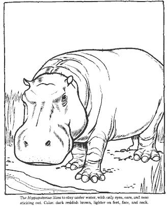 zoo coloring page