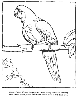 zoo coloring page