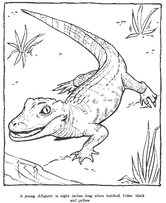 zoo coloring page