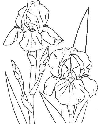 flower coloring page