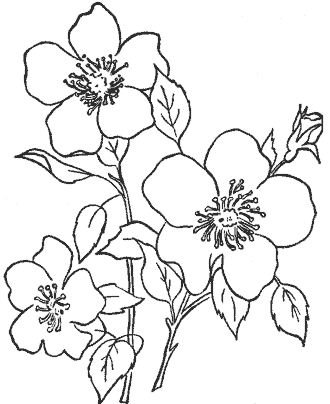 flower coloring page