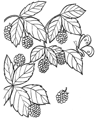 fruit coloring pages