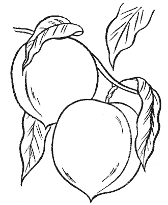 fruit coloring page