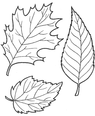 leaf coloring pages